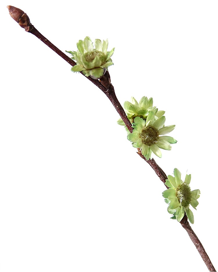 干支梅花真花插花瓶假梅花干花枝干枝装饰小枯树枝干花森系禅意