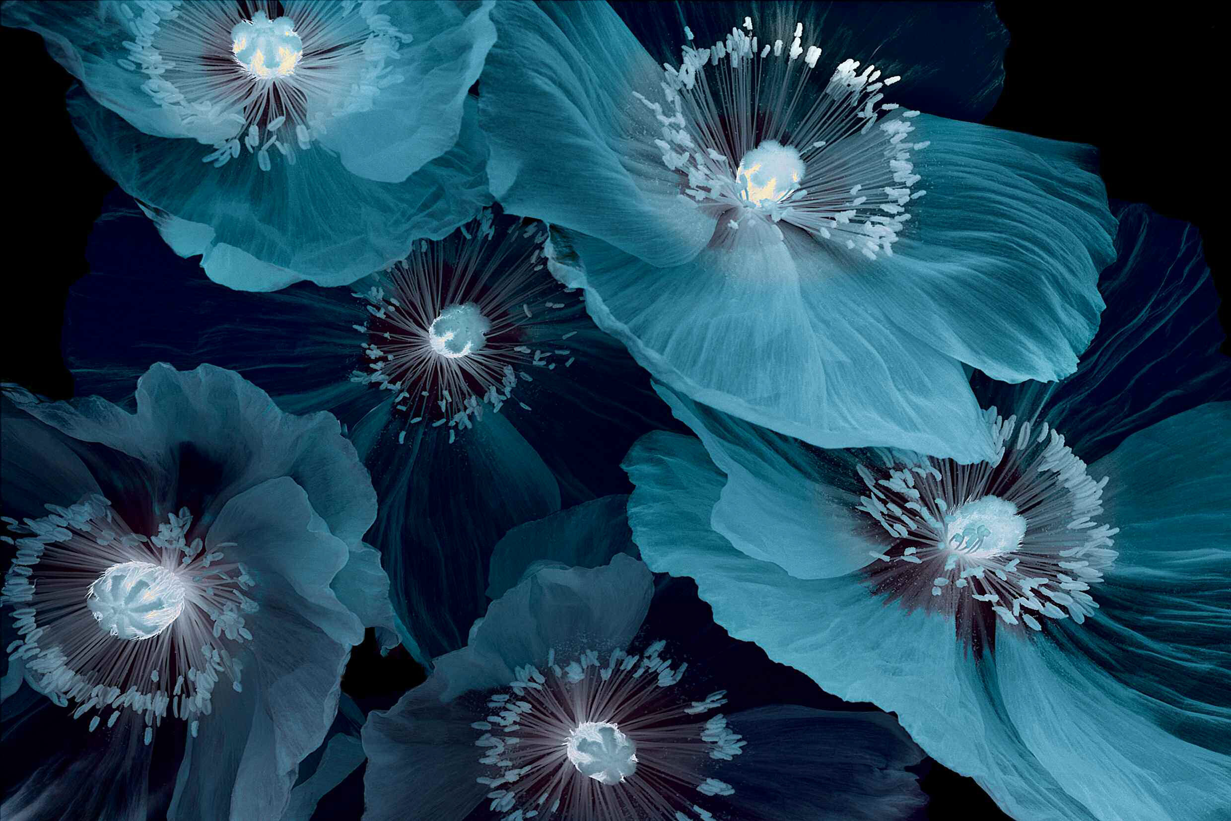 pica photo 艺术家米歇尔·冈特内系列摄影作品