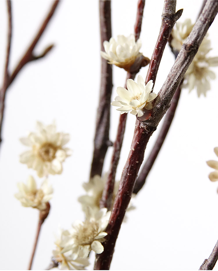 干支梅花真花插花瓶假梅花干花枝干枝装饰小枯树枝干花森系禅意