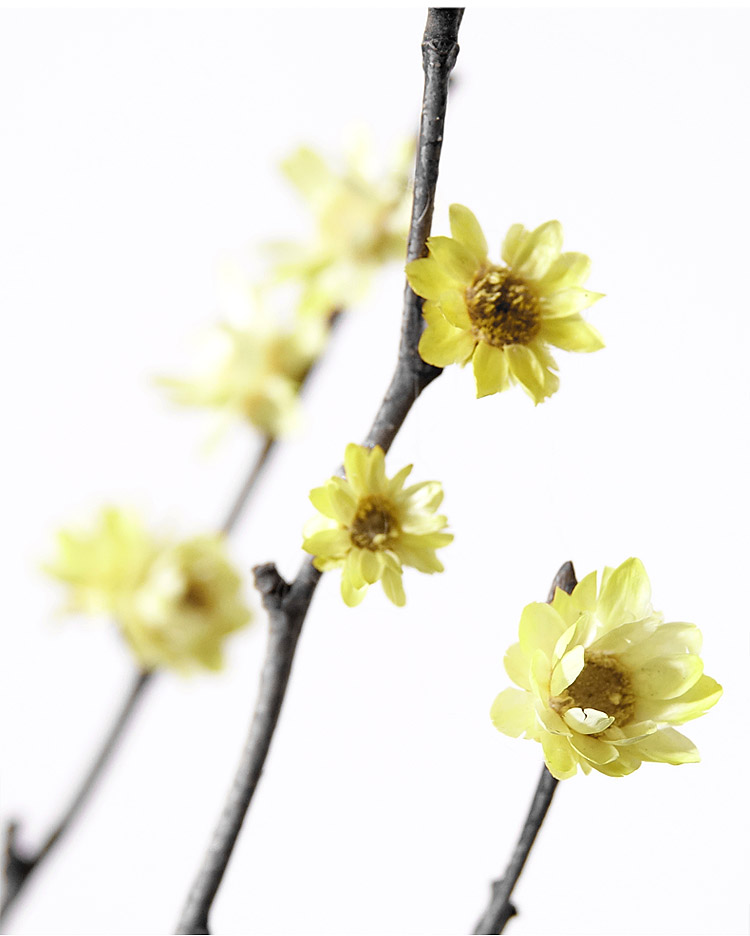 干支梅花真花插花瓶假梅花干花枝干枝装饰小枯树枝干花森系禅意