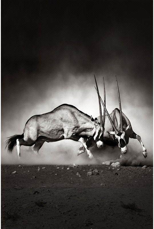 masar玛撒 现代玄关壁画羚羊墙纸